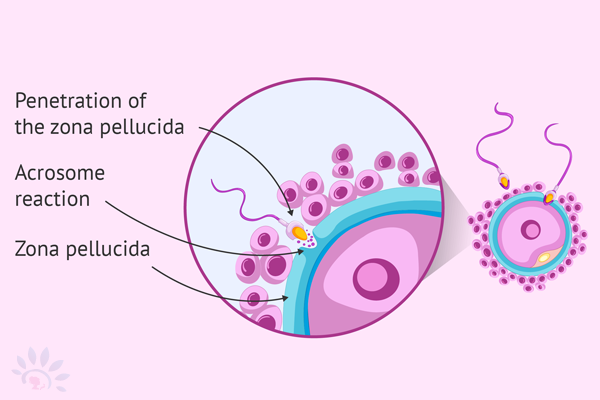 AssistedHatchingDetails