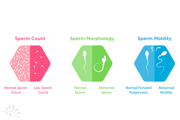 SemenAnalysisDetails